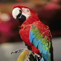 Red Macaw Parrot Closeup. Печат на плакат