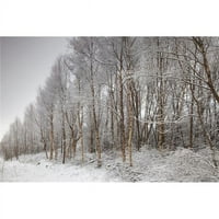 Postterazzi DPI Northumberland England - Пътека, облицована с дървета през зимния щампа, 12