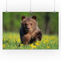 Bear Cub & Flowers - Press Photography на фенера