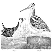 Американска орнитология. Nrail и woodcock. Линейна гравиране от „Американската орнитология на Александър Уилсън“ 1808-1814. Печат на плакат от